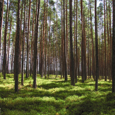 Trees in a forest.
