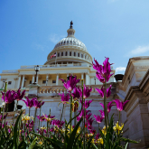 View of the US capitol with flowers.