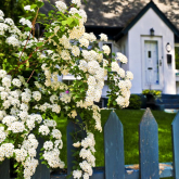 House with flowering bush in front.
