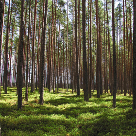 harvard_jchs_conserving_forests_ontario_housing_smachylo_2020.jpg