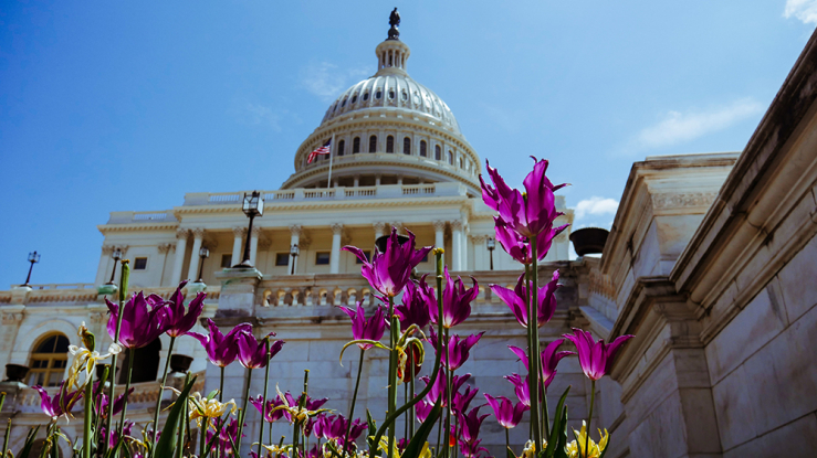 View of the US capitol with flowers.