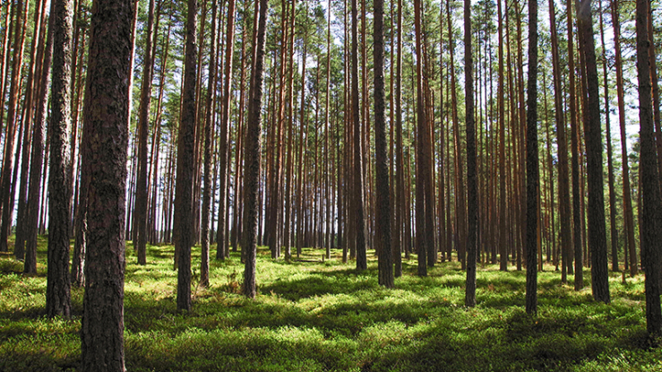 harvard_jchs_conserving_forests_ontario_housing_smachylo_2020.jpg