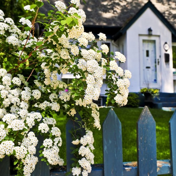 House with flowering bush in front.