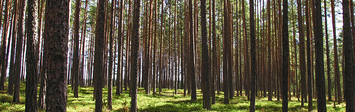 Pine forest in daylight.
