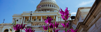 View of the US capitol with flowers.