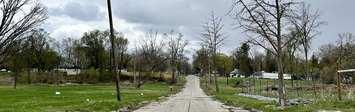 View of cracked roadway with trees.